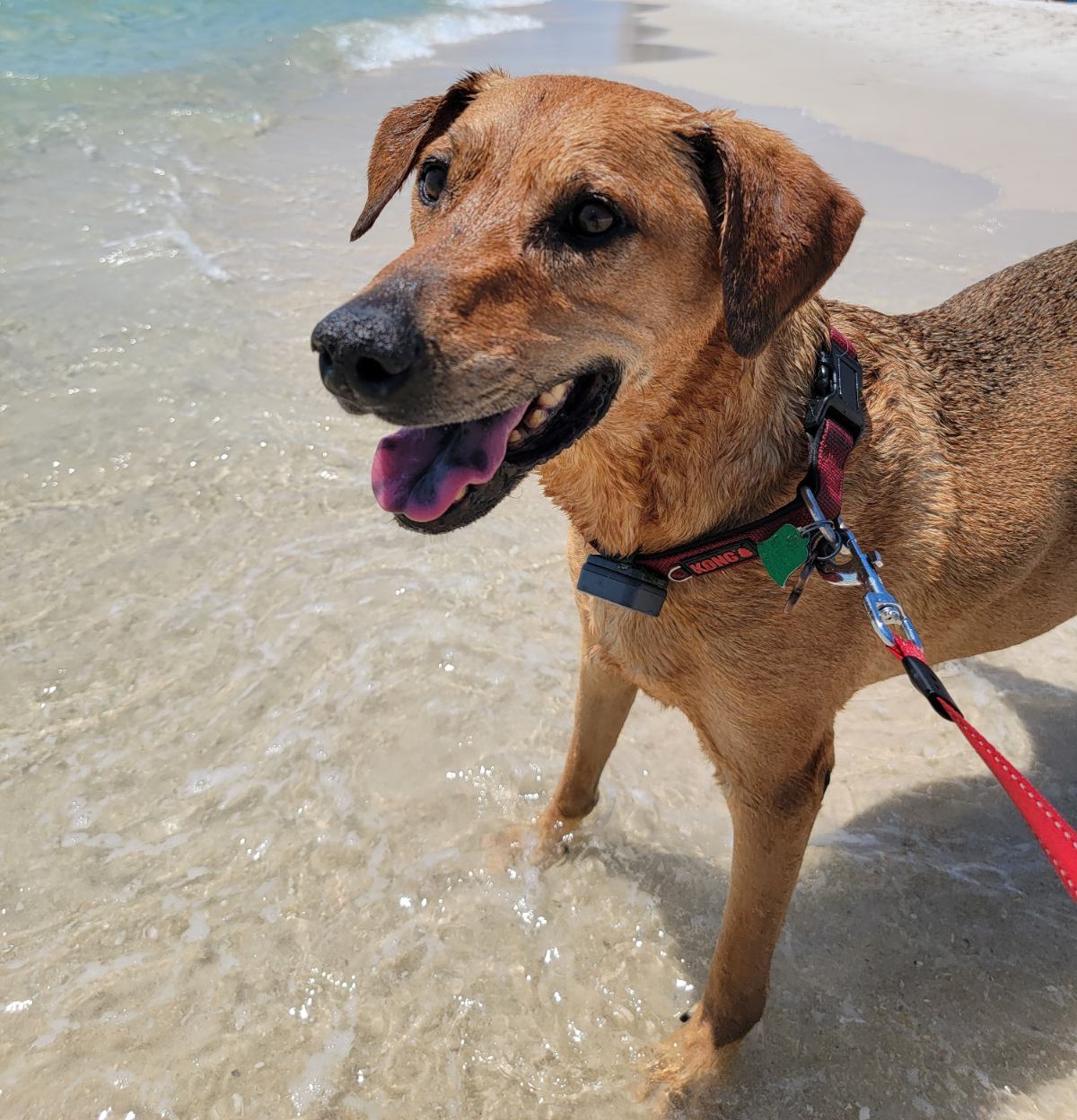 Brown dog at beach with paws in water.