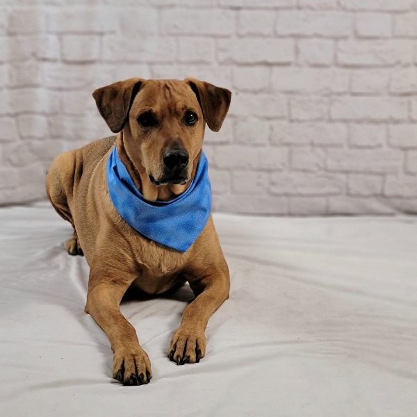 Brown dog wearing blue bandana.