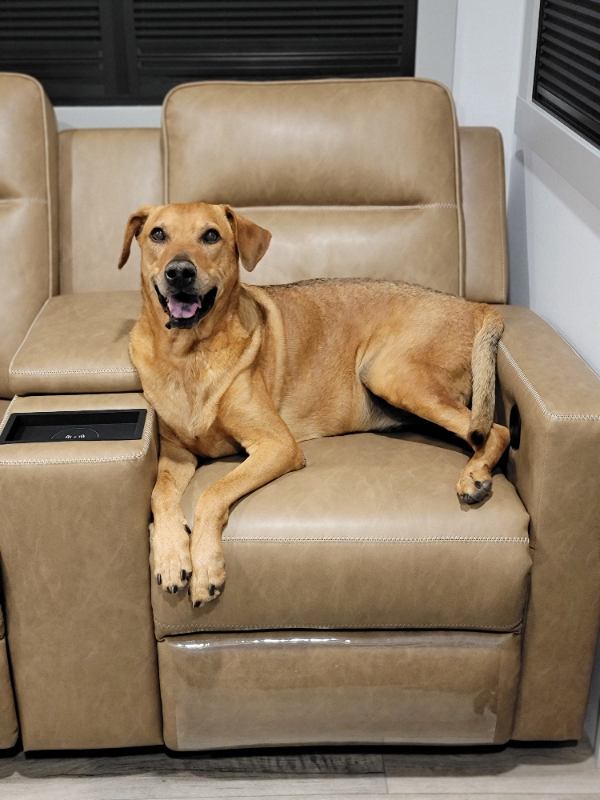 Brown dog lying on chair.