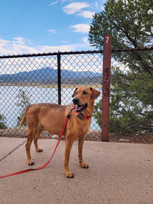 Brown dog standing in front of fence with lake in background.