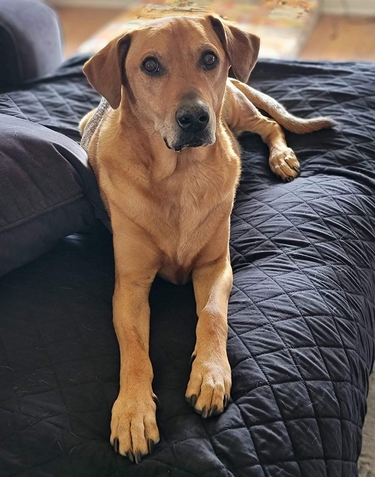 Brown dog lying on couch.