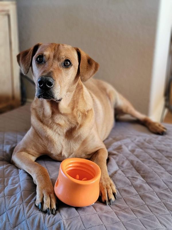 Brown dog with orange enrichment toy.