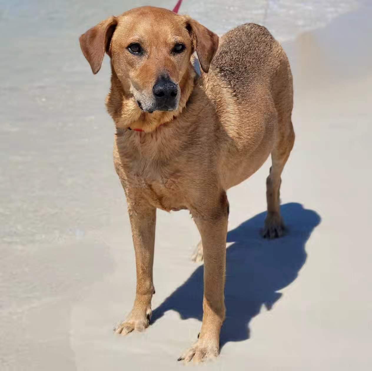 Brown dog standing at beach.