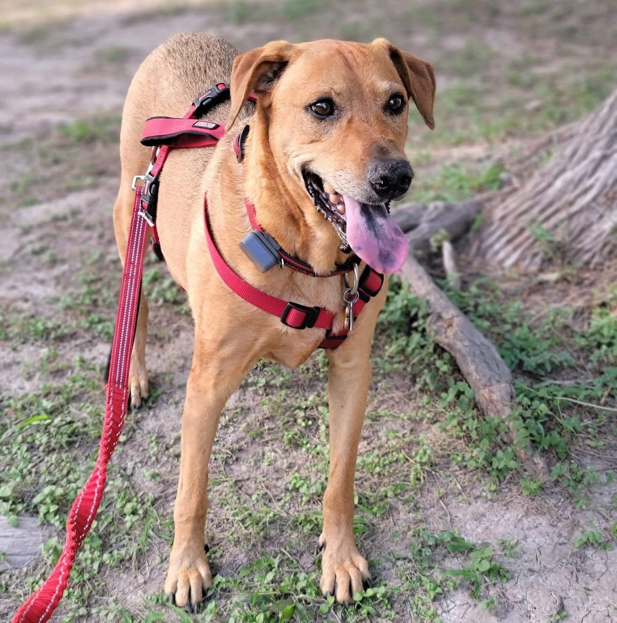 Brown dog wearing red collar, harness, and leash.