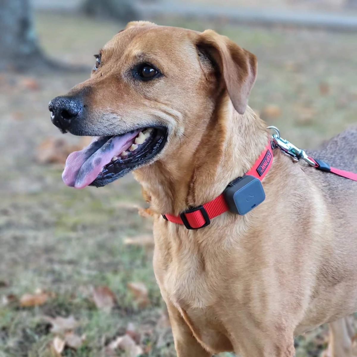 Brown dog wearing red collar.