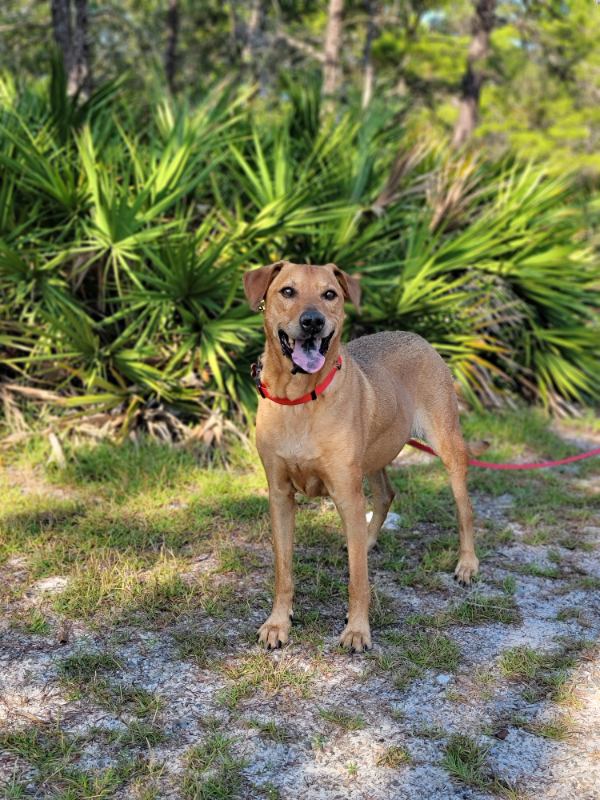 Brown dog standing in front of palm trees.