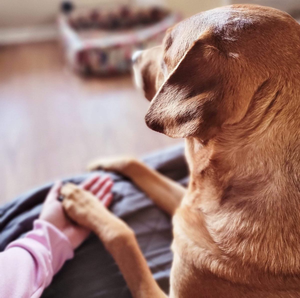 Brown dog whose paw is on woman's hand.