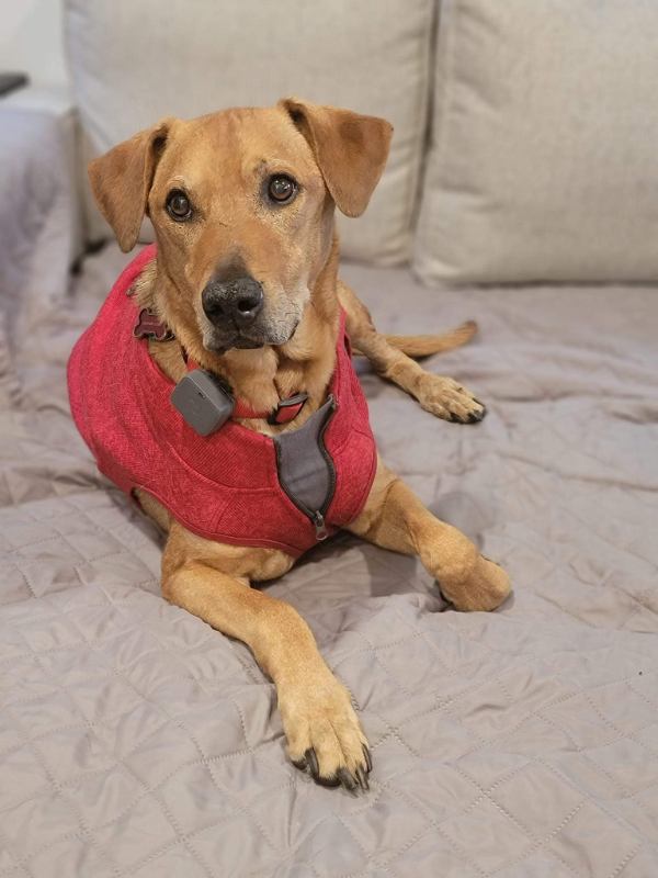 Brown dog wearing red sweater.