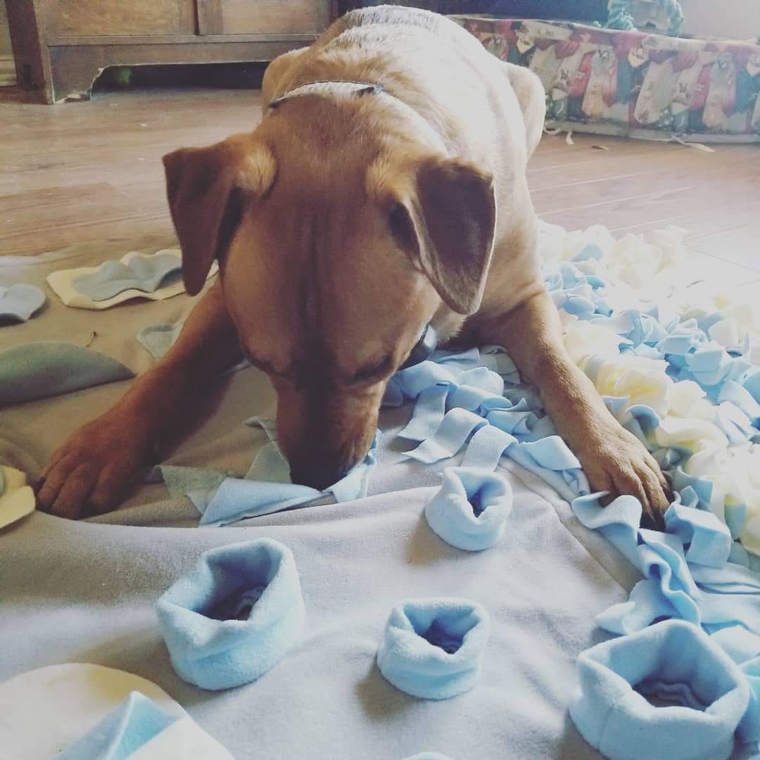 Dog playing with snuffle mat.