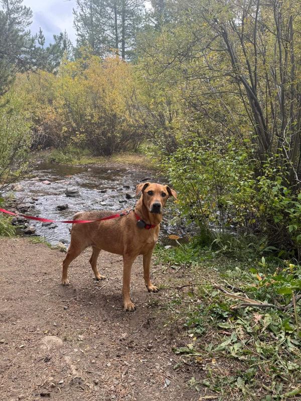Brown dog standing in front of stream.