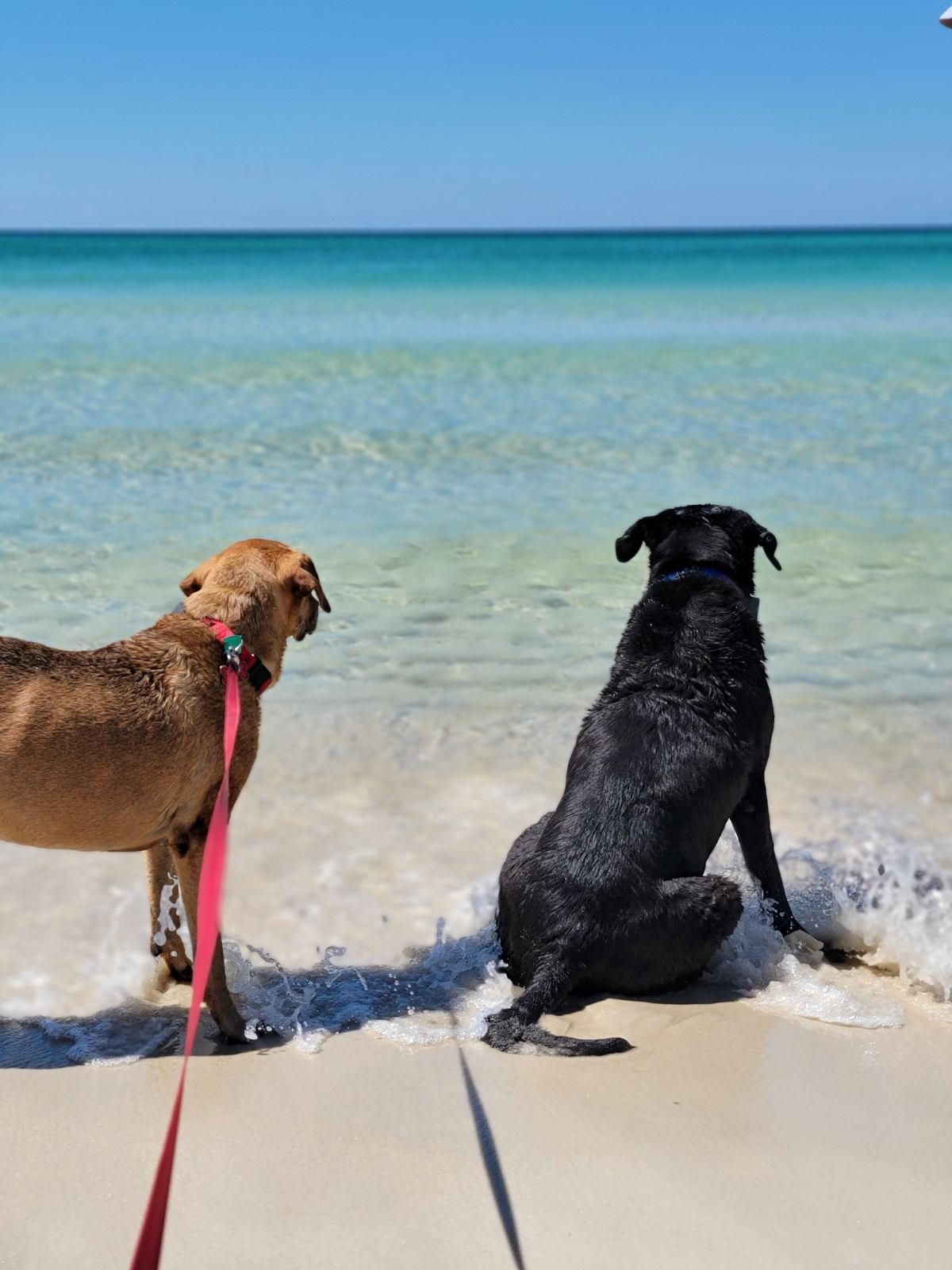Brown dog and black dog at beach looking at ocean.